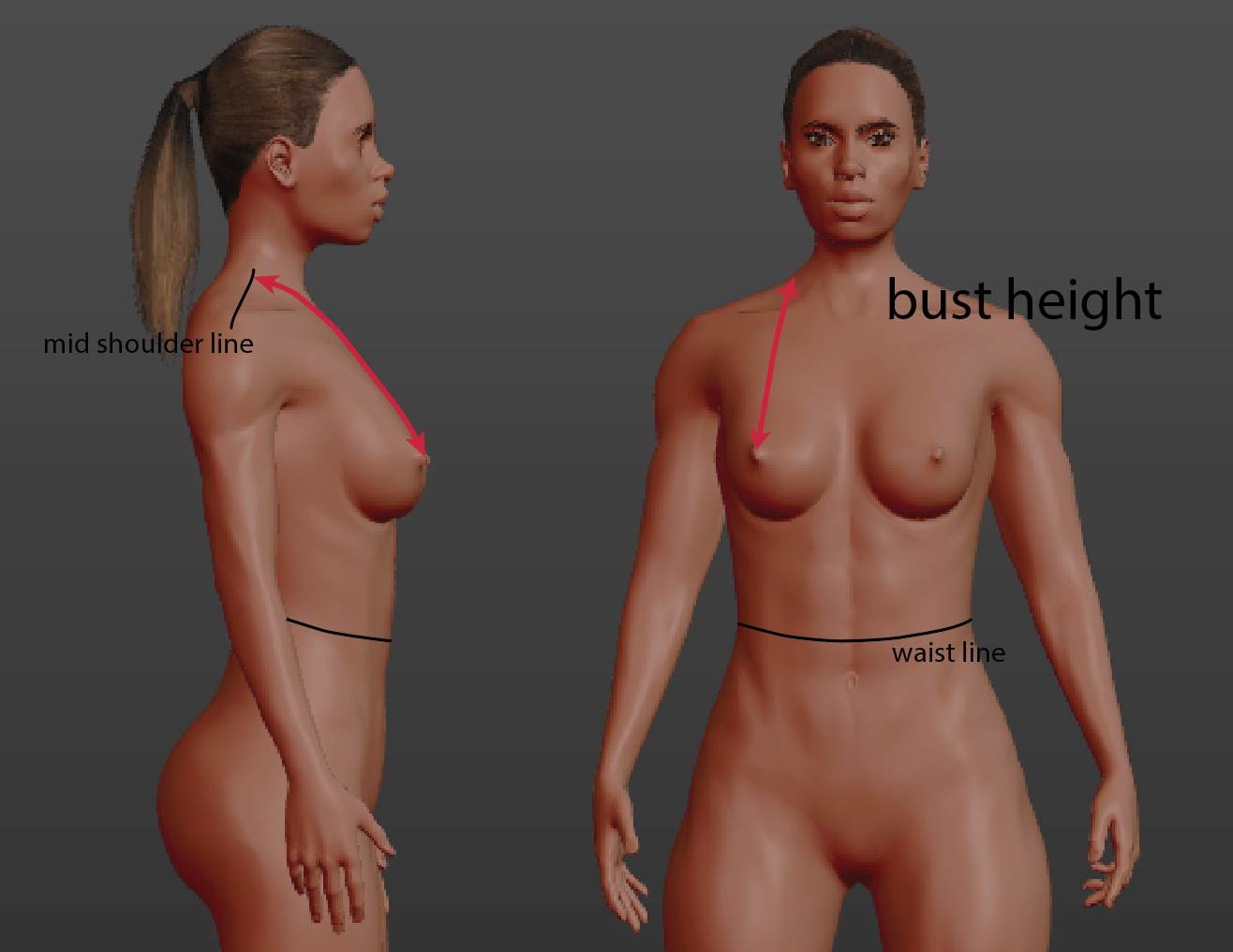 Bust height